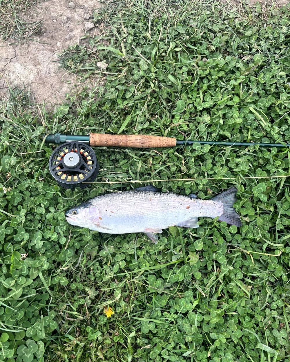 A rainbow trout on the grass beside a fly rod